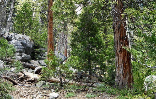 Stony Creek Lodge Sequoia National Park Exterior foto