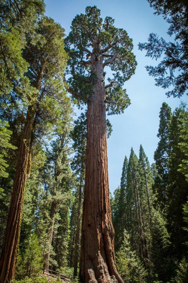 Stony Creek Lodge Sequoia National Park Exterior foto